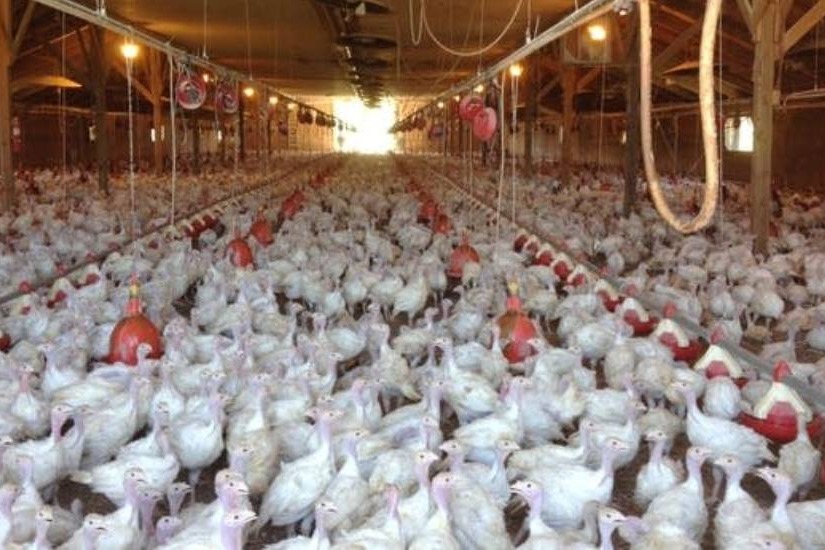 WHO Confirms First Human Death Of Bird Flu In Mexico