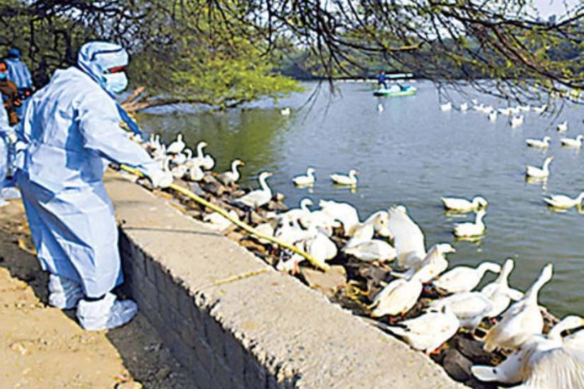 WHO confirms human case of bird flu in India 2nd case since 2019