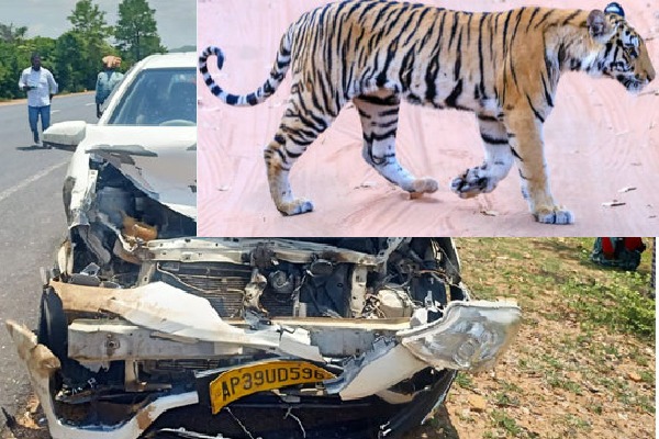 Tiger collides with a speeding car on Nellore Mumbai highway