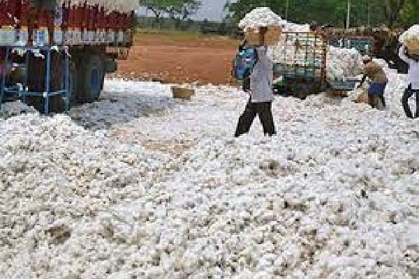 Maha govt to send team to Telangana to study subsidy to cotton growers