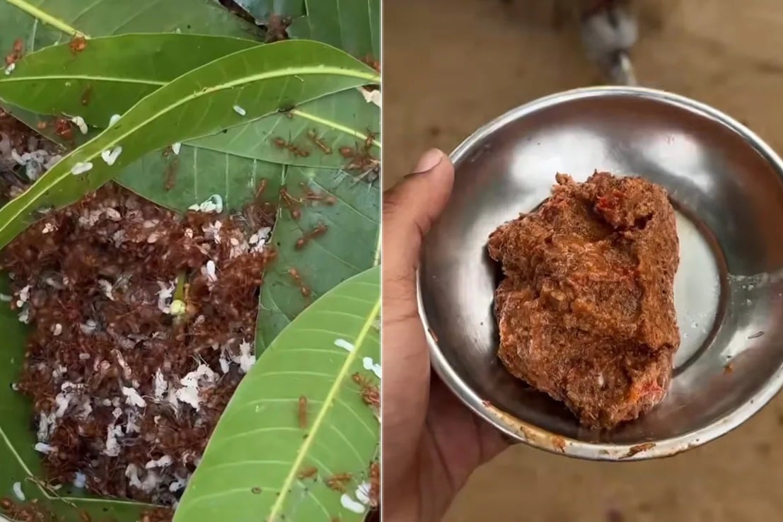 Red Ants Chutney Viral Video