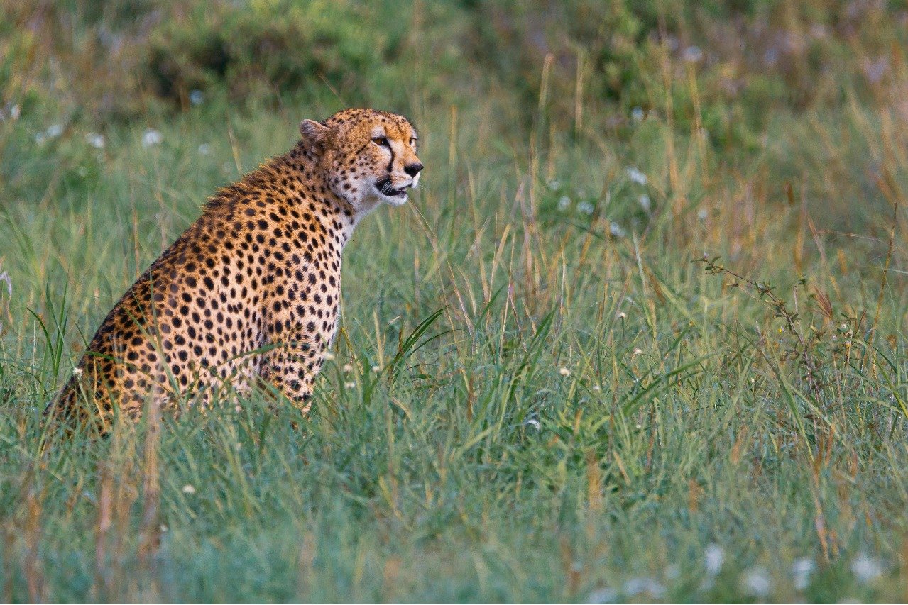 Watch Cheetah Gamini Her 5 Cubs Enjoy Rain At Kuno National Park