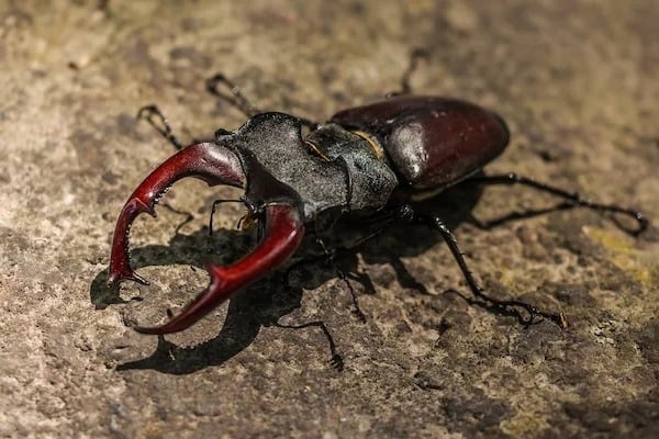 Stag Beetle Worlds Most Expensive Insect Costs As Much As A Luxury Car