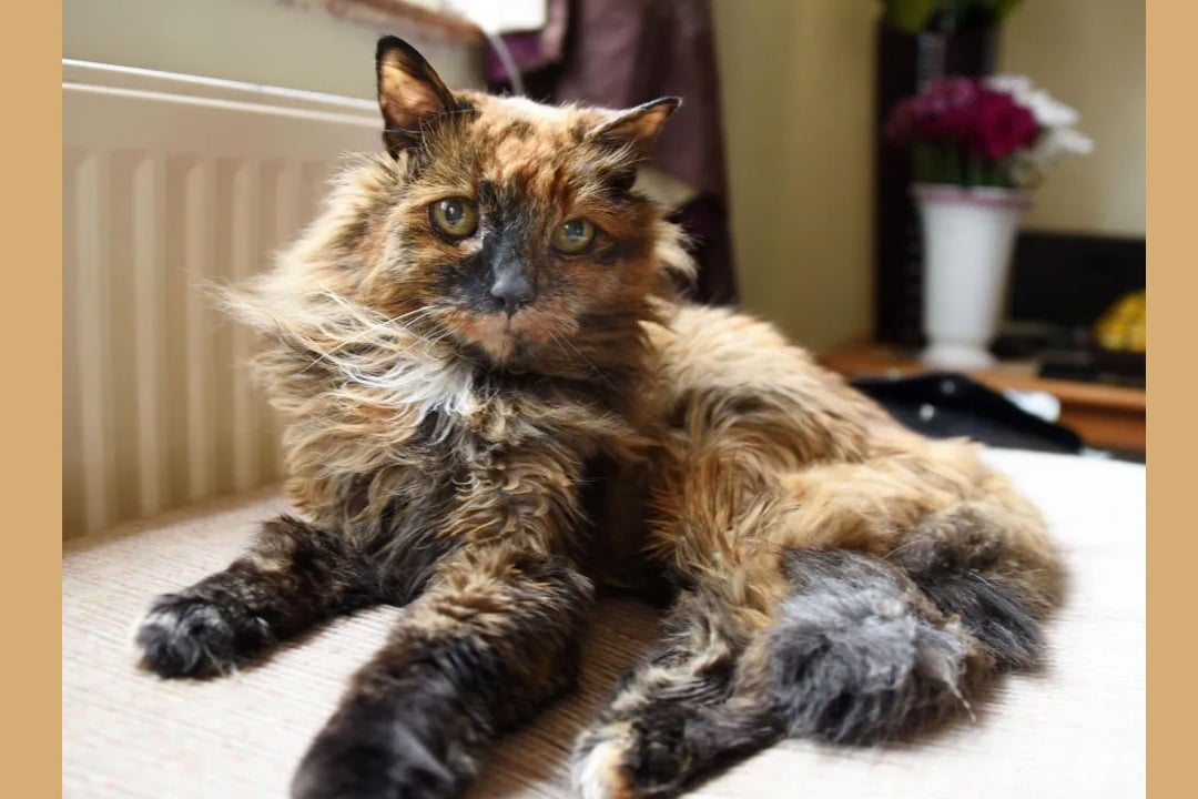 the worlds oldest cat Rosie has dead