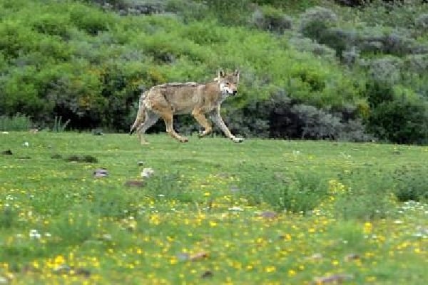 after urine fireworks now howling tactic to capture wolf in bahraich