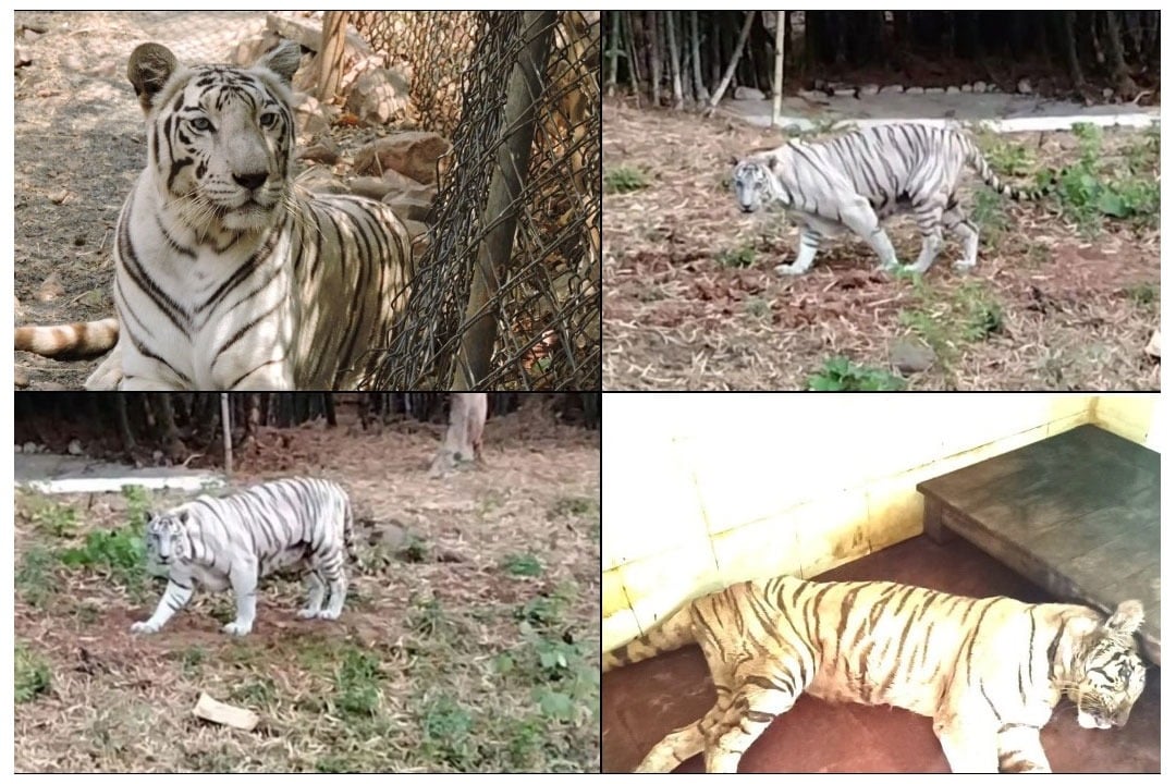 White Tigress Riddhi dies in Madhya Pradesh Van Vihar