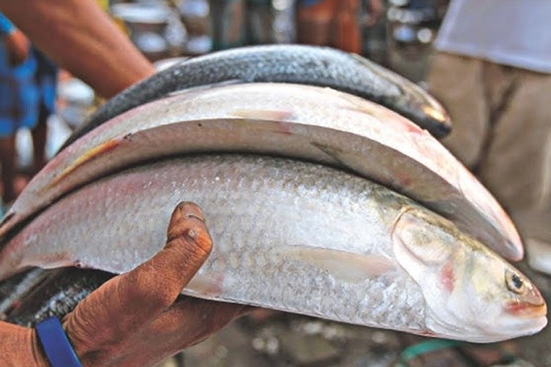 Bangladesh lifts hilsa export ban 