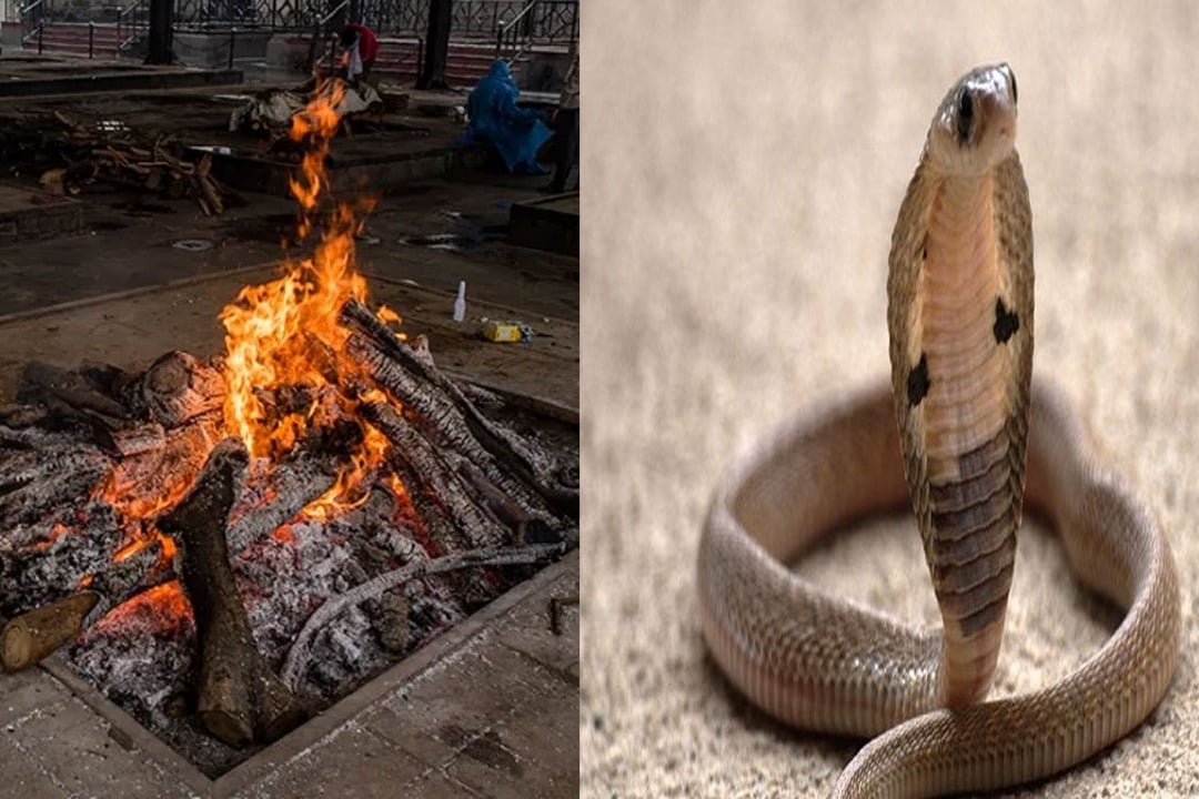 man died after a snake bite him in following which locals burnt the reptile alive on his funeral pyre