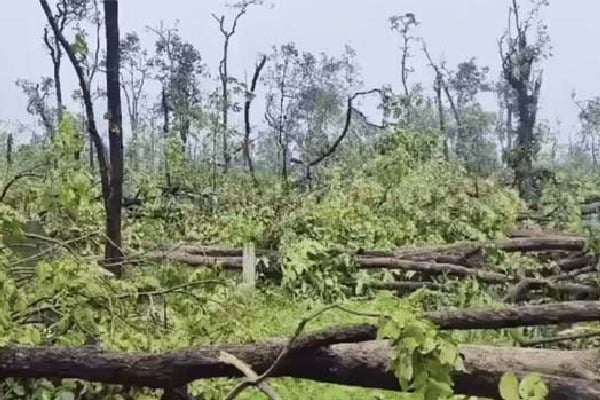 50 thousand trees in 200 hectares are uprooted this is the reason