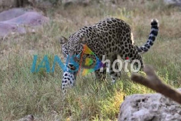 leopard migration in east godavari district