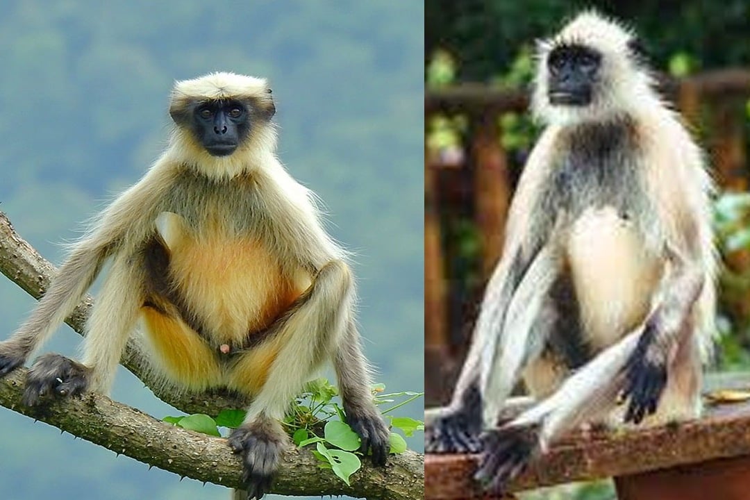 UPCA authorities have hired Langurs to guard the people against food grabbing monkeys in Kanpur Test