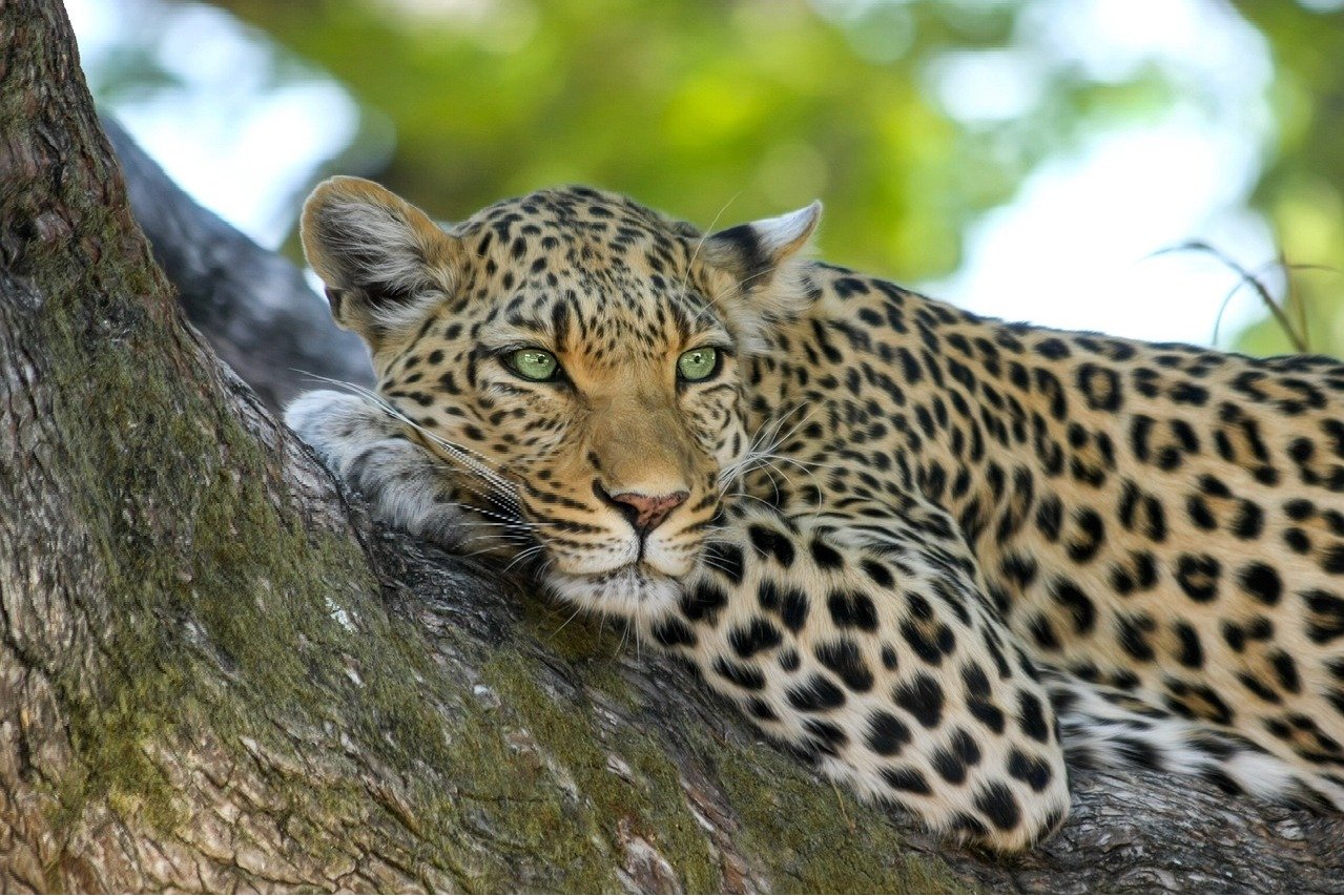 leopard in tirumala