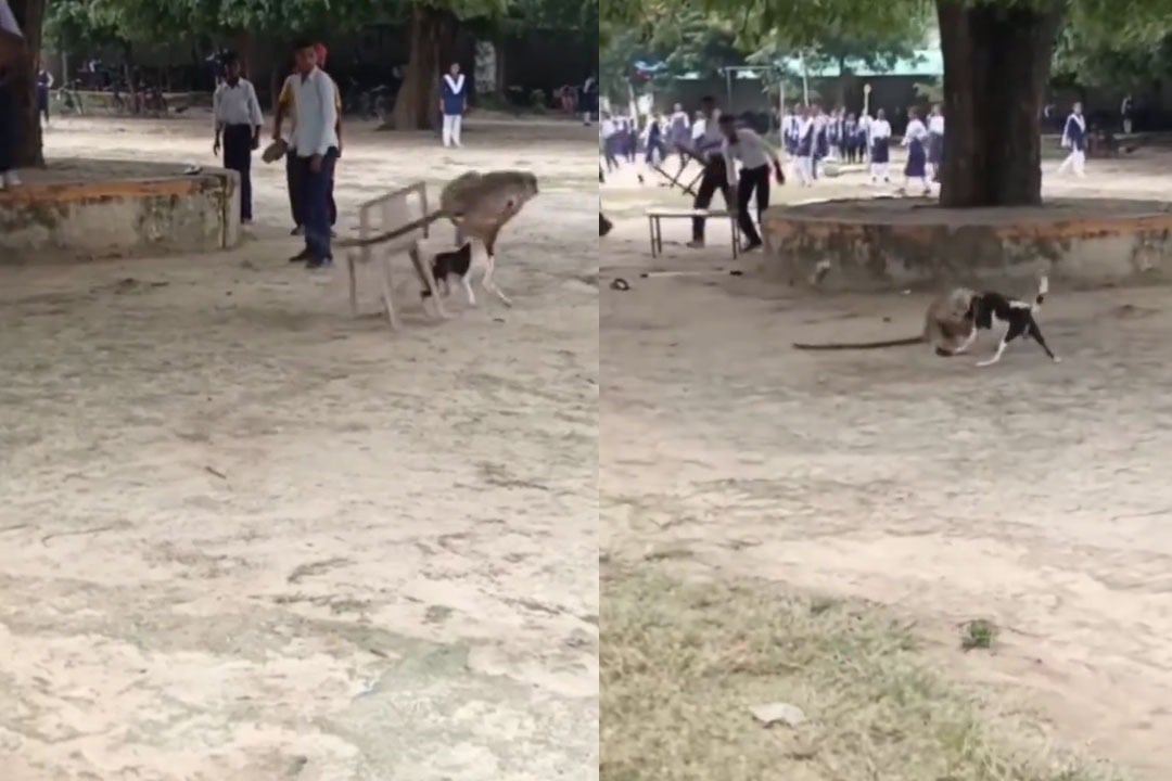 Monkey and Dog Face Off in Wild College Brawl Who Wins Viral Video