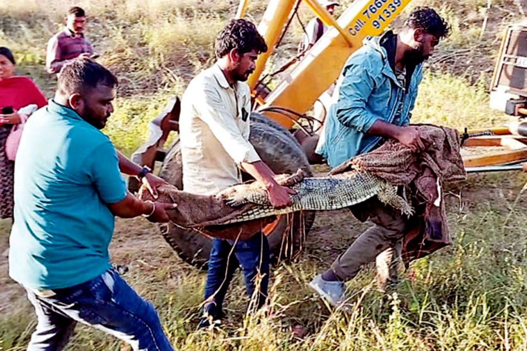 Vehicle which is carrying crocodiles and white tiger overturned