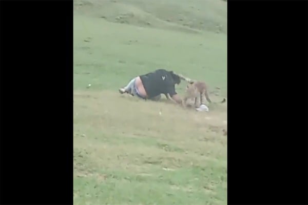 Leopard Injures Picnickers After They Tease Viral Video