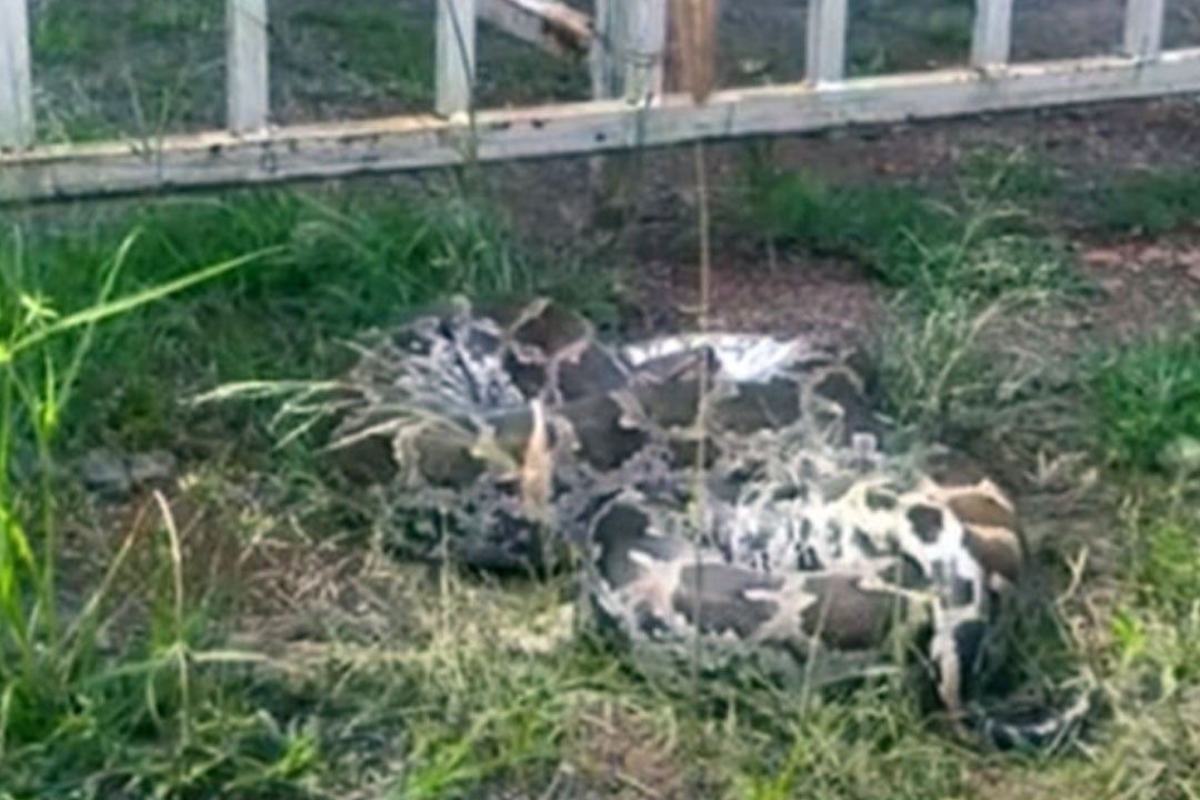 Python near Chandrabau house in Undavalli