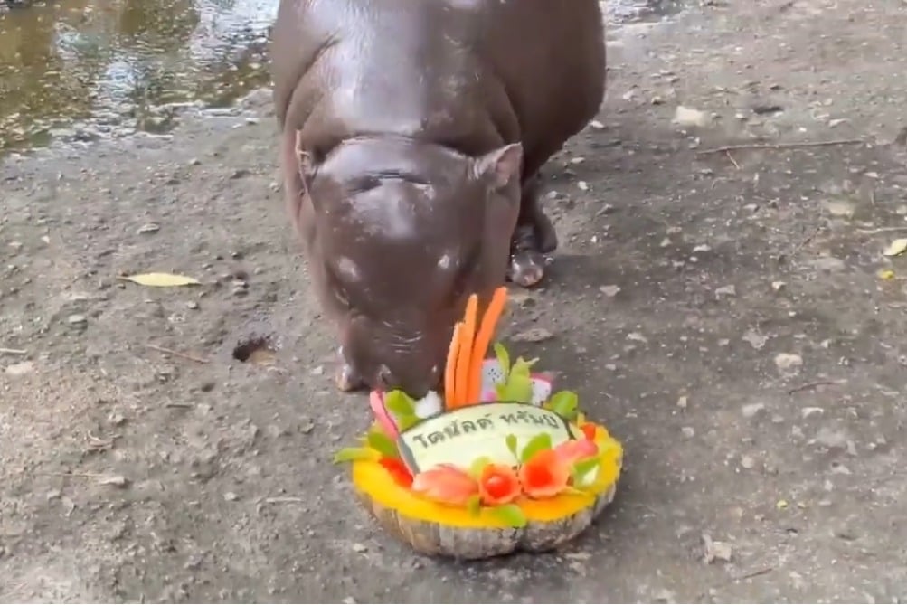 Hippo Moo Deng Predicts 2024 US Election Winner