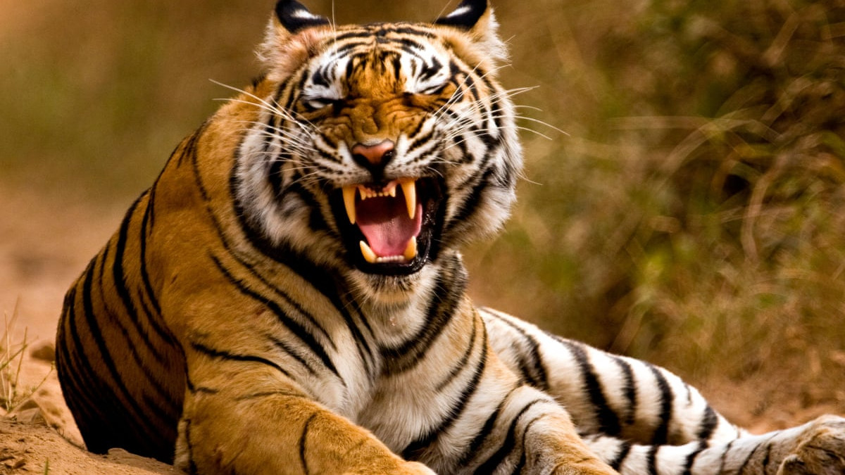 Tiger tension in Papikondalu leads to sharp drop in tourists