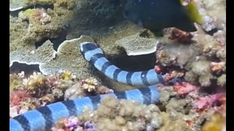 These 5 sea snakes are very dangerous