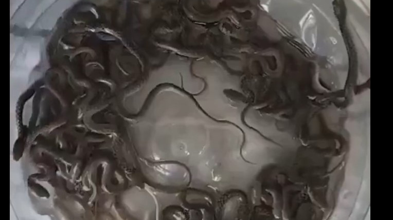 27 baby snakes in water tank panic in Haridwar