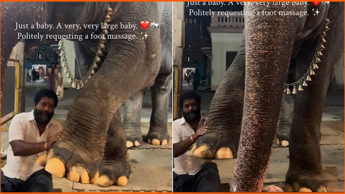 Elephant Mangalam asking mahout for massage viral video