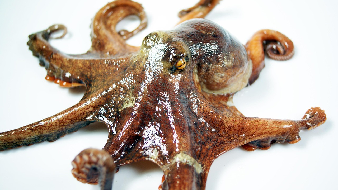 Octopus uses mirror to find food in new study