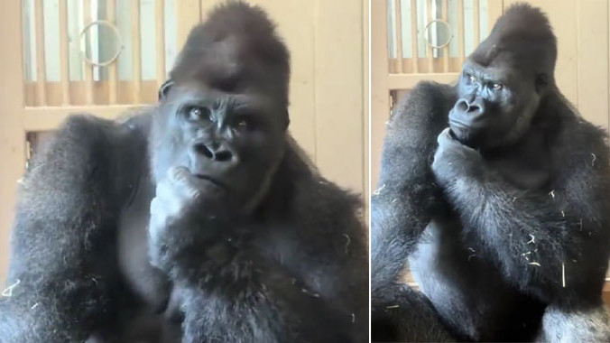 Gorilla in deep thought after fight with partner netizens say this is our story