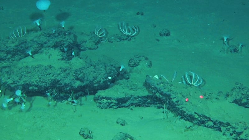 Whales graveyard found in the Indian Ocean