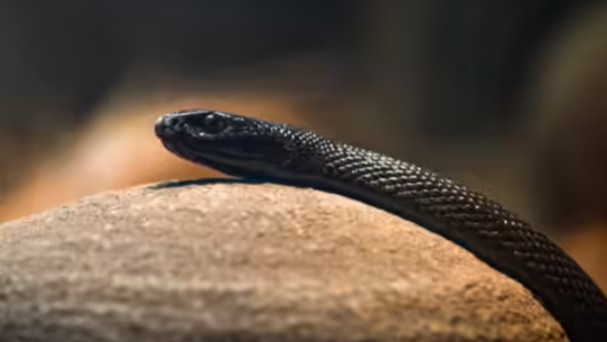 Inland Taipan is the world most venomous snake and it changes colors