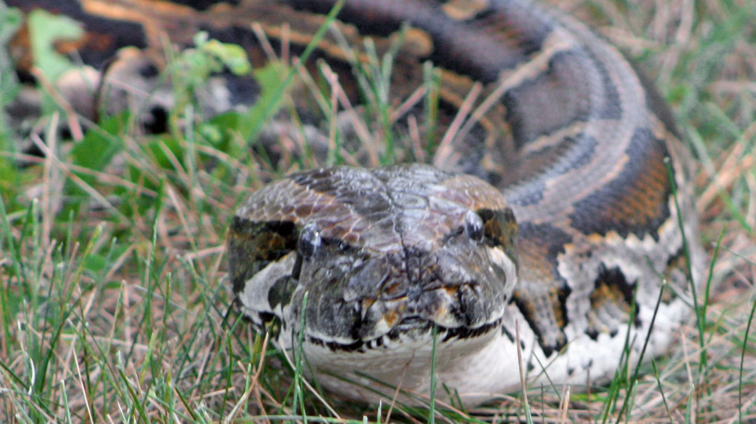 Burmese python hunting in America is very famous
