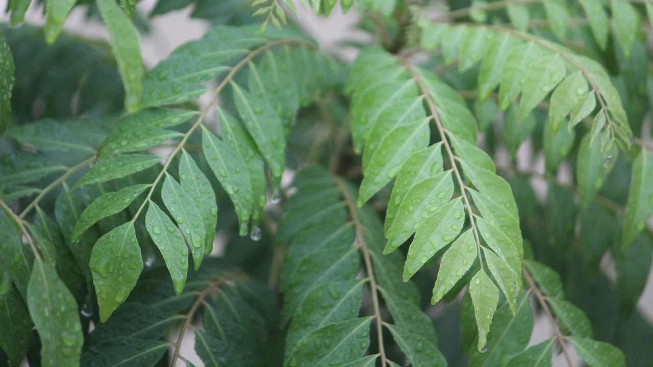 Curry leaves benefits and why you should not discard them