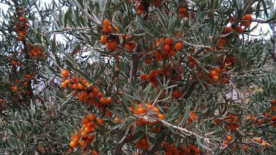 Thinles Singhe builds business with Himalayan Sea Buckthorn containing 12 times more Vitamin C than oranges