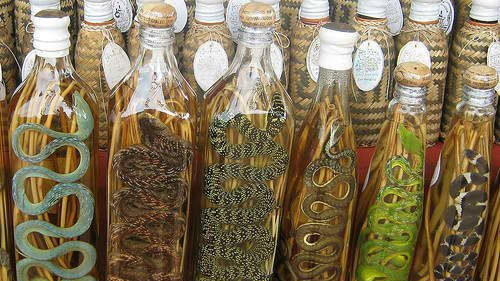 Snake Wine Millions fascinated by the taste of snake liquor