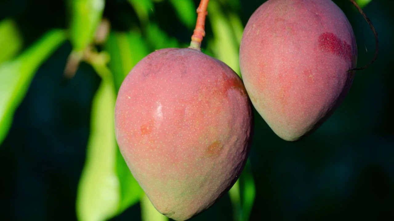 Grow these mango trees in your balcony fruit in 12 months
