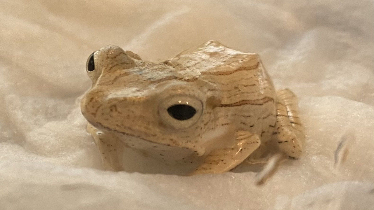 Brown frogs kept in milk to keep it fresh in these countries here is the reason