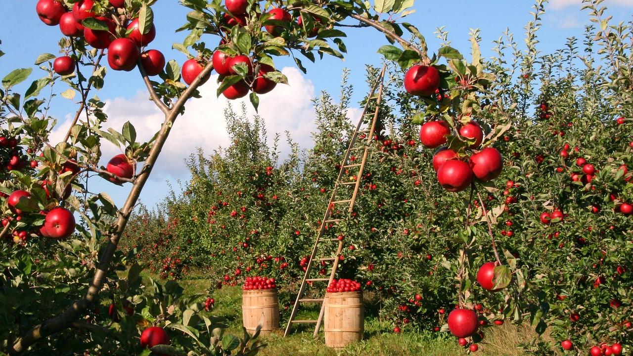 Rayalaseema farmer made miracle by cultivating Apples on Ananthapur soil