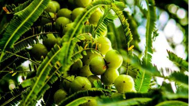 Amla for sugar control do this before eating for best results