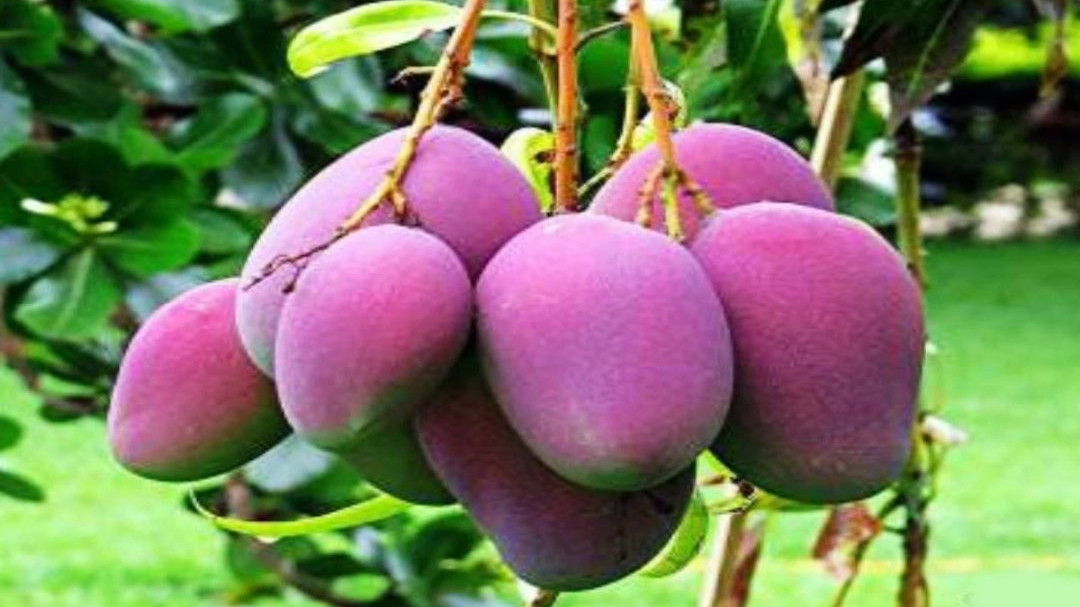 Miyazaki Mango specialty and the truth behind the price of 25 lakh per kg