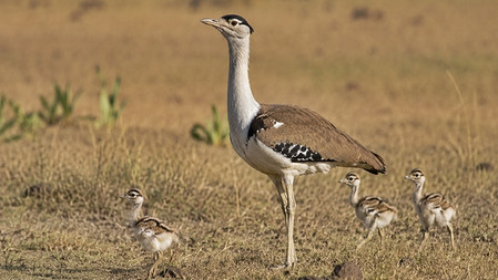 Great Indian Bustard rebirth as three new chicks are born in Rajasthan