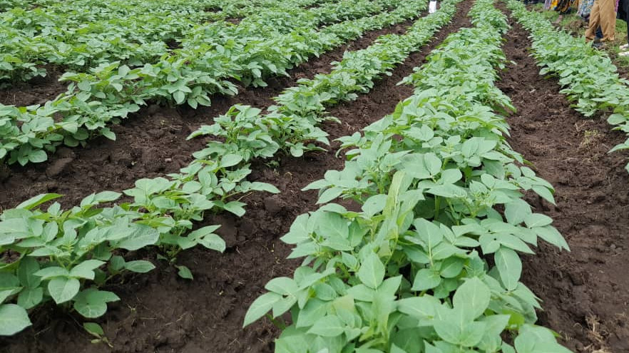 Smart coating for seeds up to 30 percent higher yield