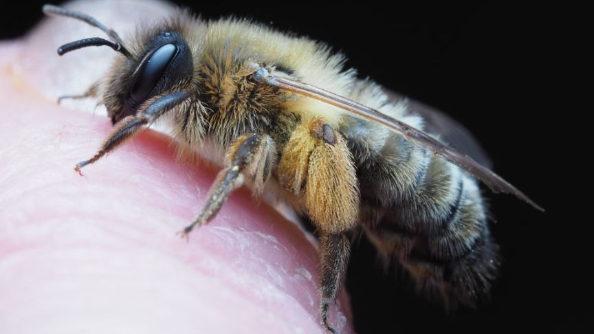 Honeybee death after stinging a story of sacrifice in nature