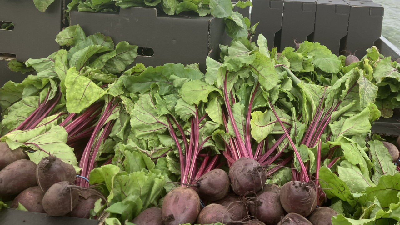 Beetroot is good but some people should stay away from it