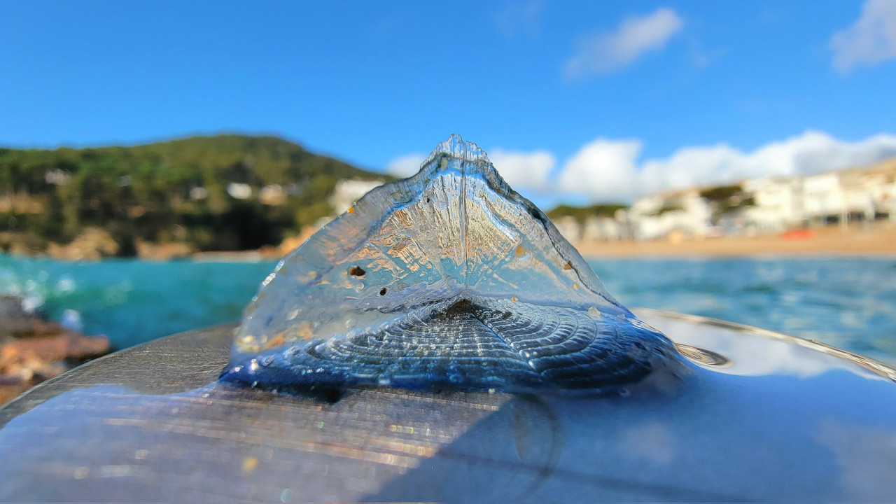 Beautiful sea creatures wash up on Wales coast warning issued not to touch