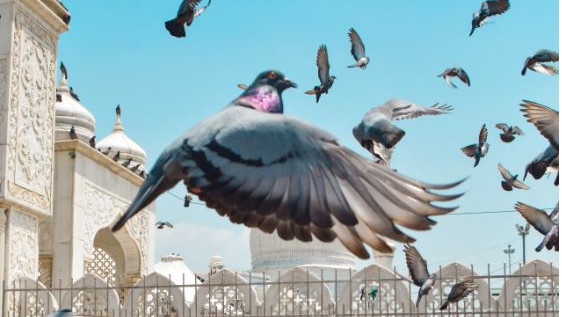 Pigeons navigation trick to reach home revealed in study