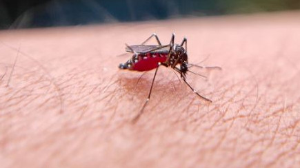 Mosquitoes why do they bite you more here is the reason