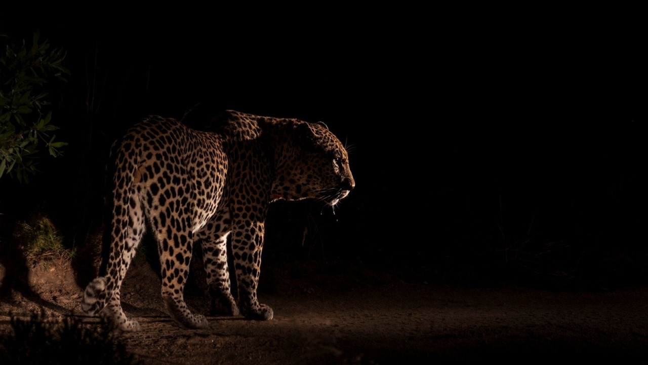 Leopard carries away four year old girl father fights to save her life