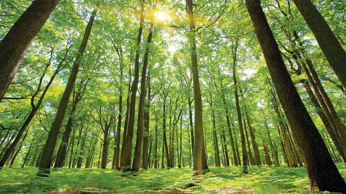 Trees Have Life and Rights Historic Resolution in Canada