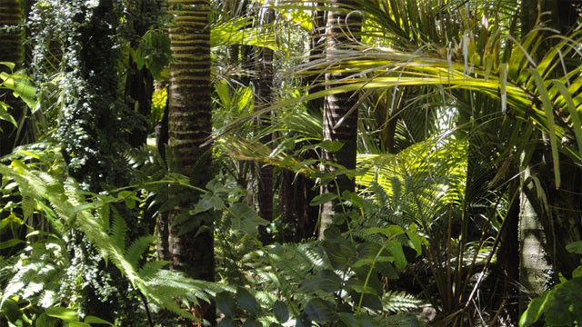 Amazon rainforest disappearance impact on Indian monsoons
