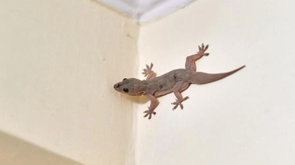 Why are some people so afraid of lizards