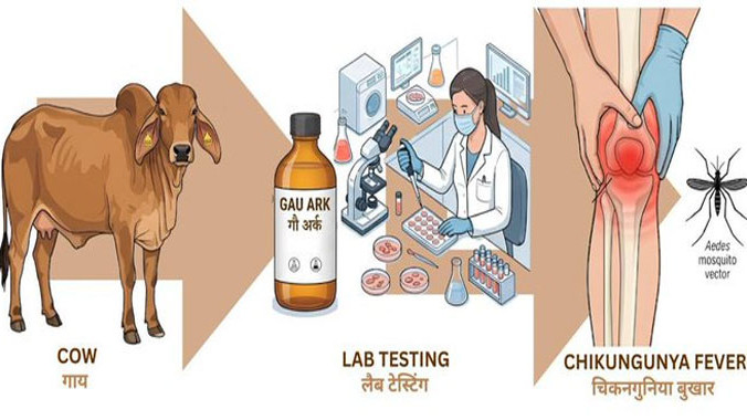 IIT Roorkee research on cow urine for Chikungunya raises new hopes